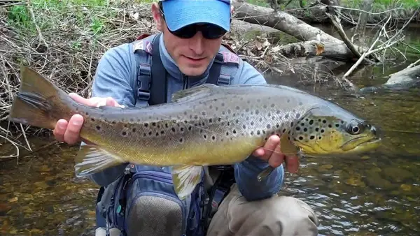 Ct Fish Guides