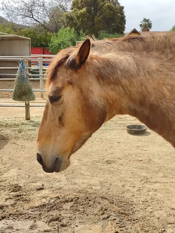 D and J Stables, photo 2