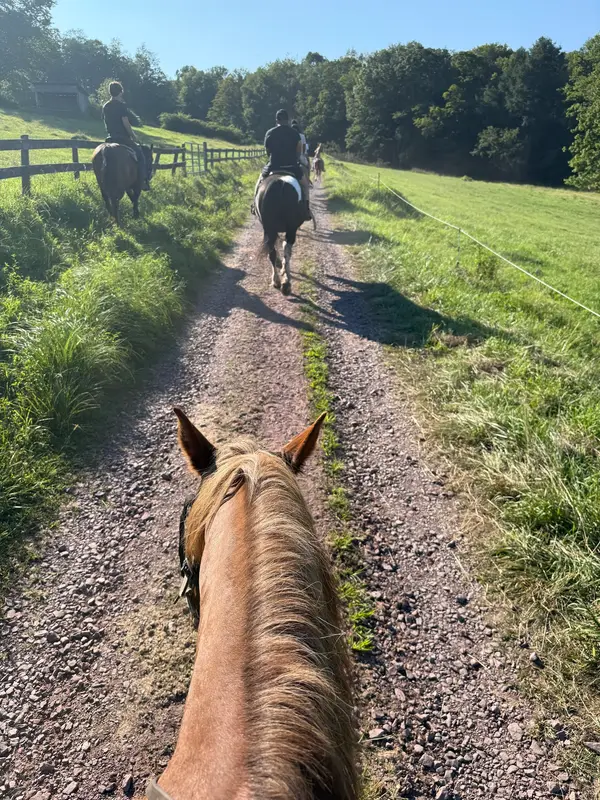 Daisy Field Farm
