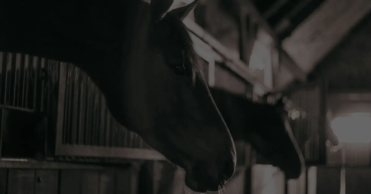 Dallas Equestrian Center