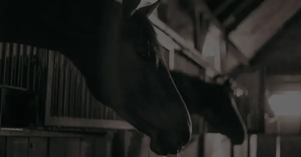 Dallas Equestrian Center, photo 4