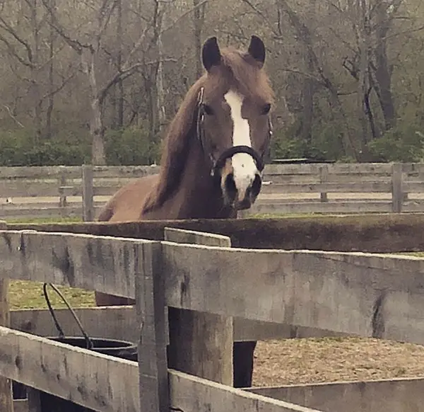 Darby Creek Horse Farm LLC