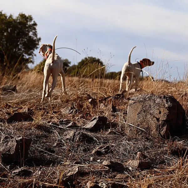 Dave Brown Outfitters -Orvis Endorsed Arizona Quail Hunting Guides