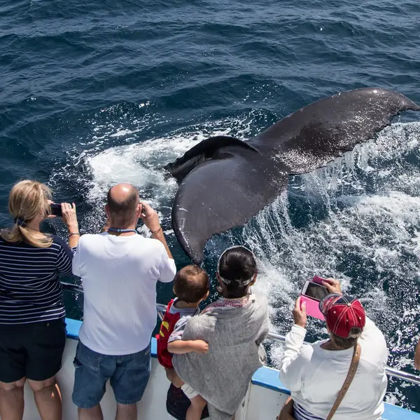 Davey's Locker Whale Watching & Sportfishing