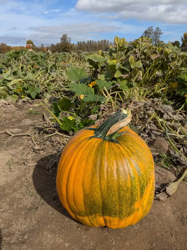 Davis Family Farm, Corvallis, OR
