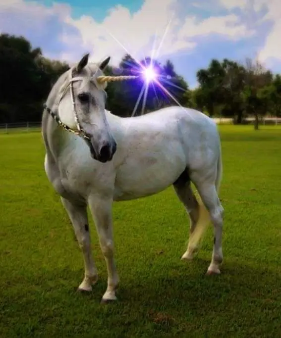Dawson Equestrian Center, photo 3