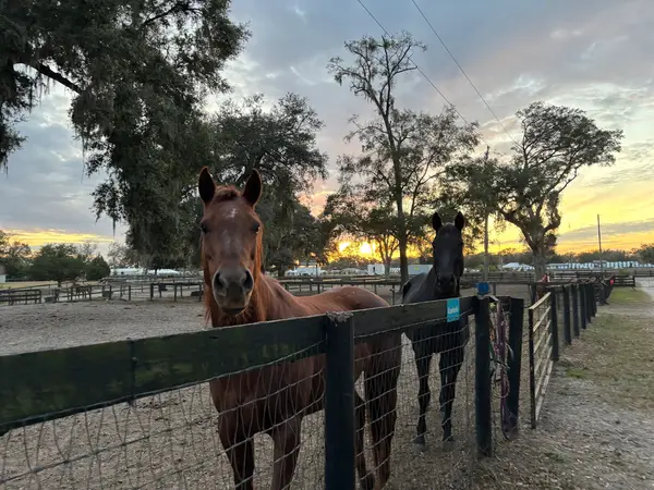 DeBoer Equestrian, photo 2