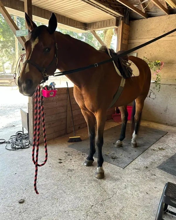 DeBoer Equestrian, photo 3