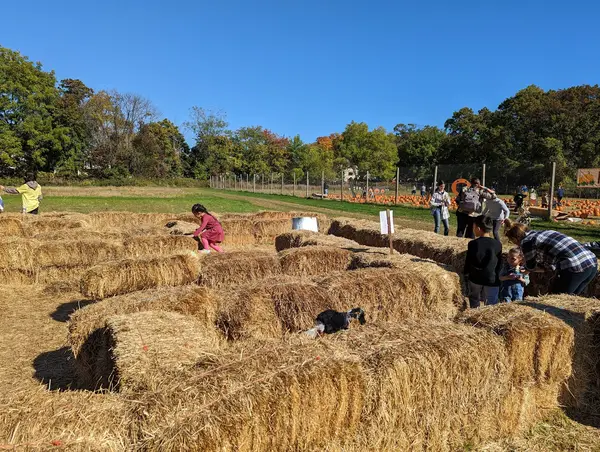 Decker Farm Pumpkin Picking, Staten Island, NY
