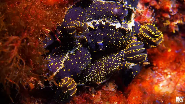 Deep Blue Azores