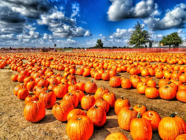 Dell'Osso Family Farm, Lathrop, CA