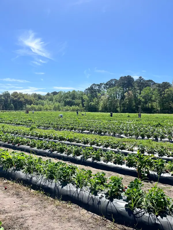 DEMPSEY FARMS UPICK, St Helena Island, SC