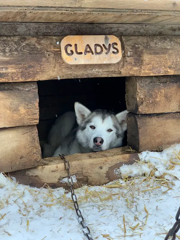 Denali Sled Dog Kennels, Denali National Park and Preserve, AK