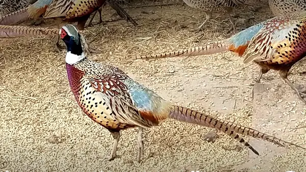 Desert Creek Hunt Club LLC