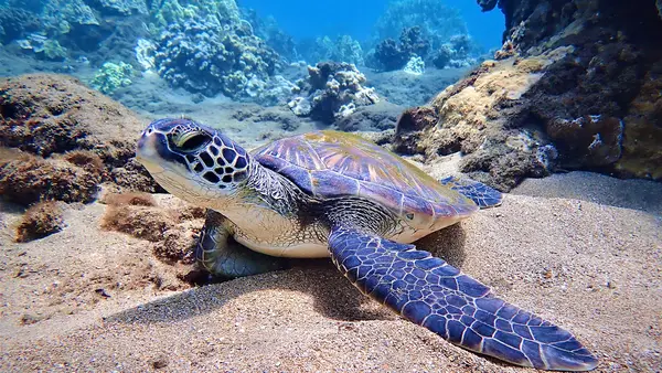 Destination Diving and Snorkel Maui