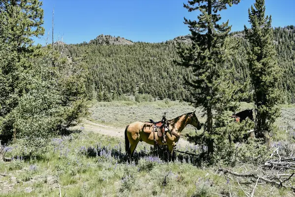 Diamond 7 Western Riding, LLC & Diamond 7 Trail Rides, LLC