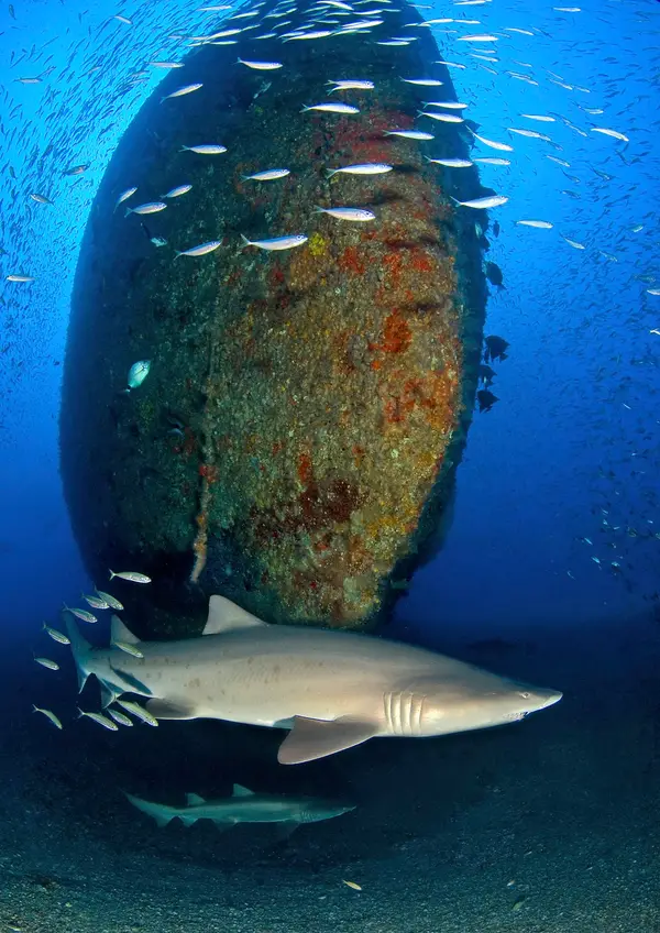 Discovery Diving Co Inc