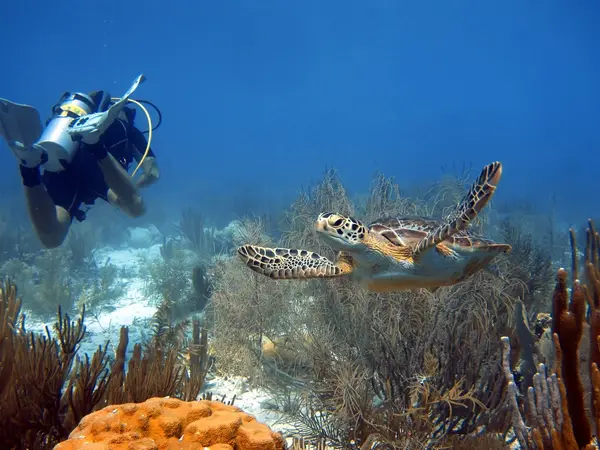 Dive Experience Bonaire