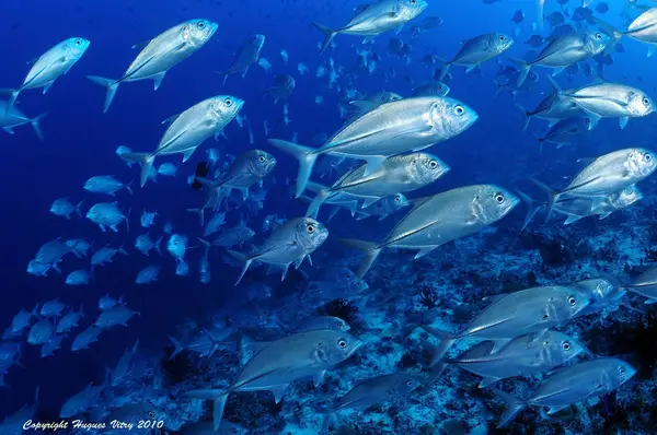 Dive Passion Mauritius