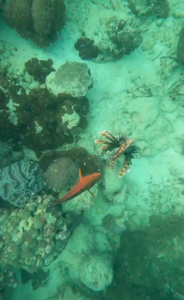 Dive Resort Seychelles