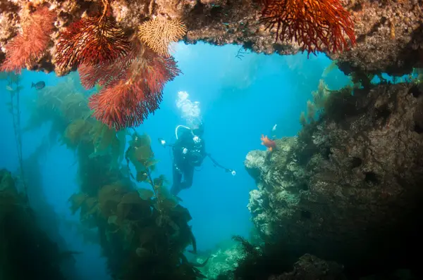 Dive Santa Barbara