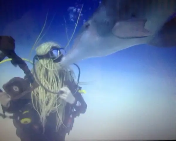 Dive Vibes