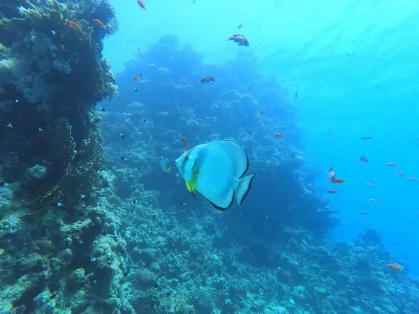 Dive X Egypt