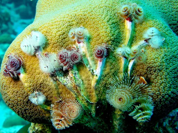 Diver's Realm, Inc.