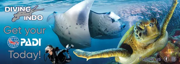 Diving-Indo