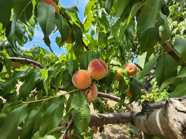 Doe Orchards, Harvard, MA