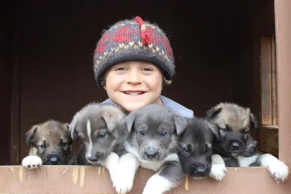 DogGoneIt Tours, Cantwell, AK