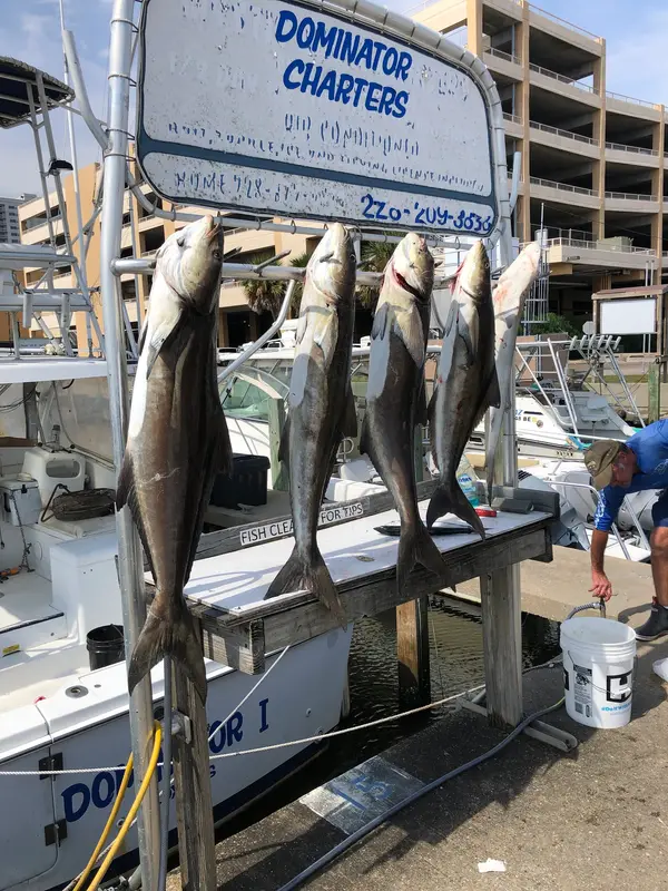 Dominator Fishing Charters LLC, Biloxi, MS