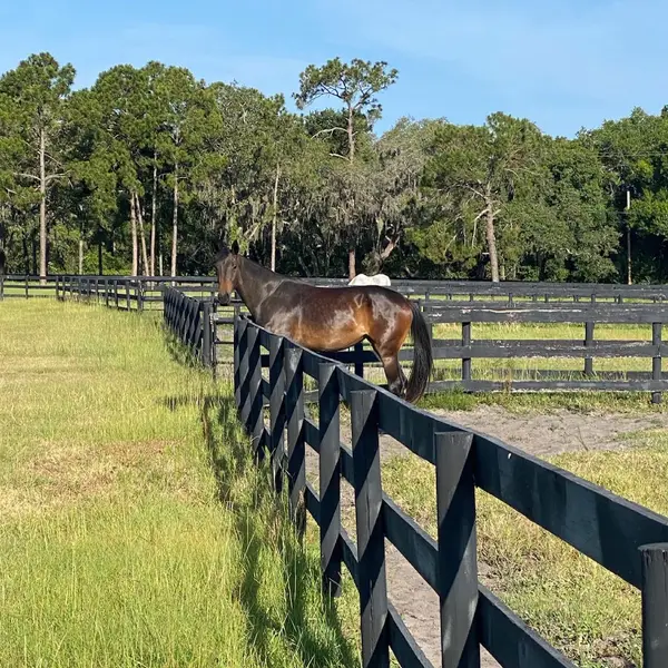 Dreamstead Equestrian, photo 3