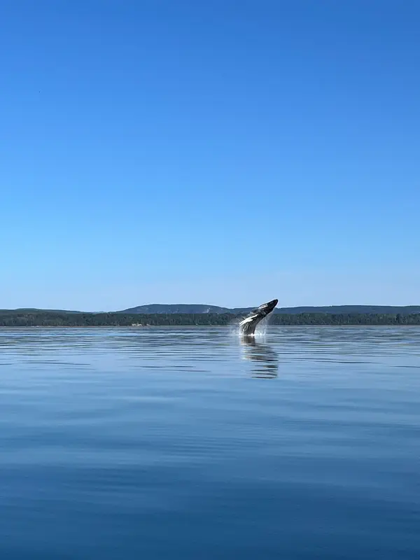 Du Fleuve, Croisières aux baleines, photo 1
