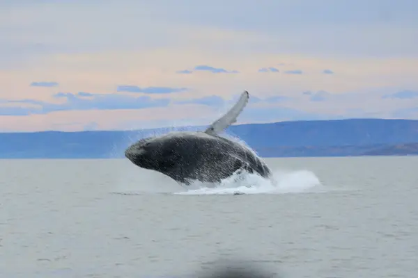 Du Fleuve, Croisières aux baleines, photo 2