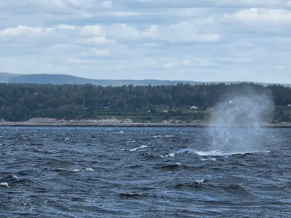Du Fleuve, Croisières aux baleines, photo 3