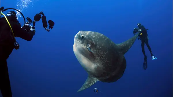 Dune Atlantis Bali