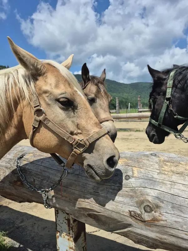 Équitation et Rafting Jacques-Cartier, photo 2