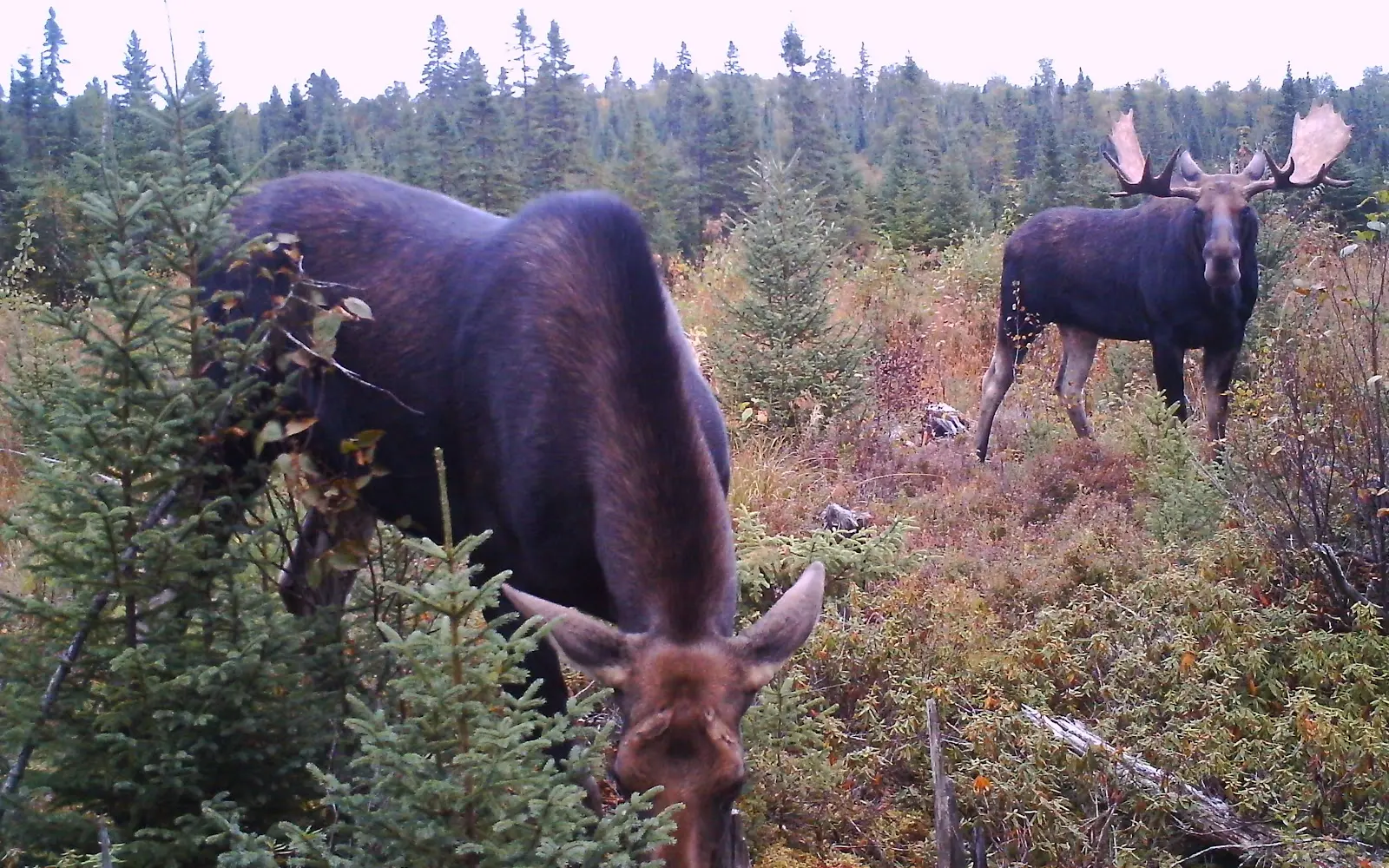 Eastern Canadian Outfitters