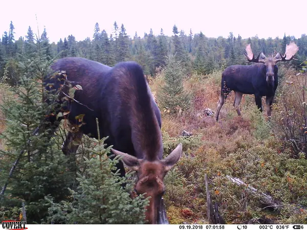 Eastern Canadian Outfitters