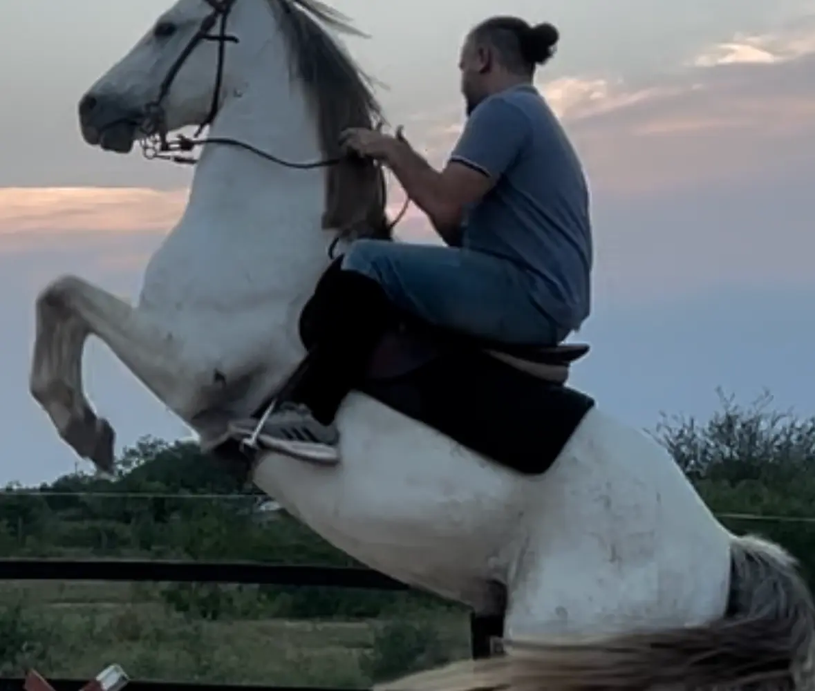 Elegancy Horse Riding academy