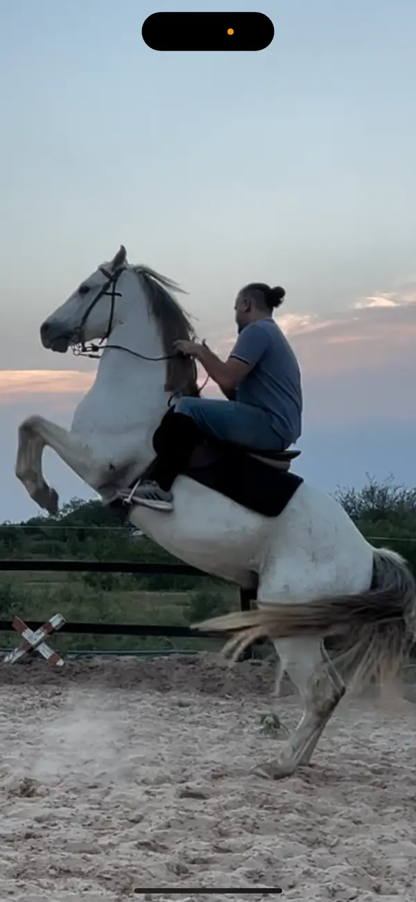 Elegancy Horse Riding academy, photo 4