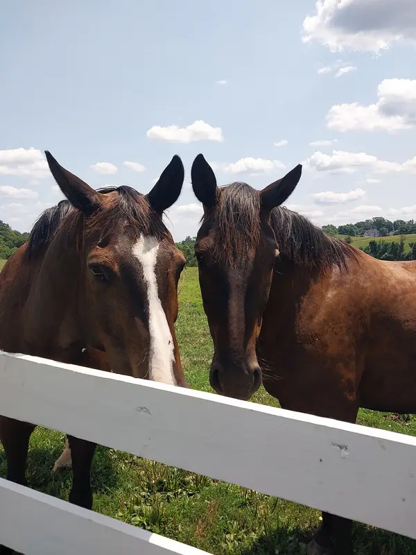 Elkridge Harford Hunt Club