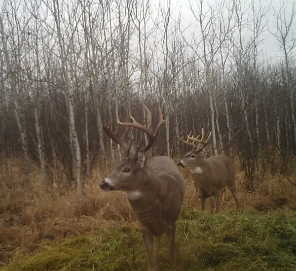 Elusive Saskatchewan Whitetail Outfitting, photo 1