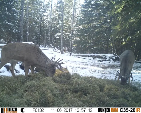 Elusive Saskatchewan Whitetail Outfitting, photo 3