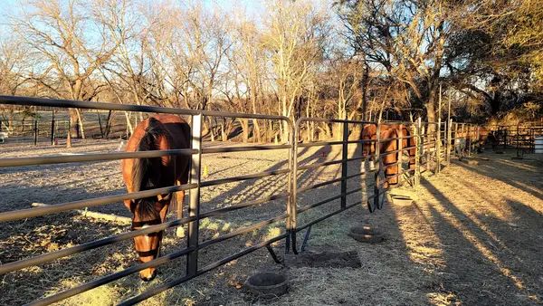 Equal Partners Horsemanship