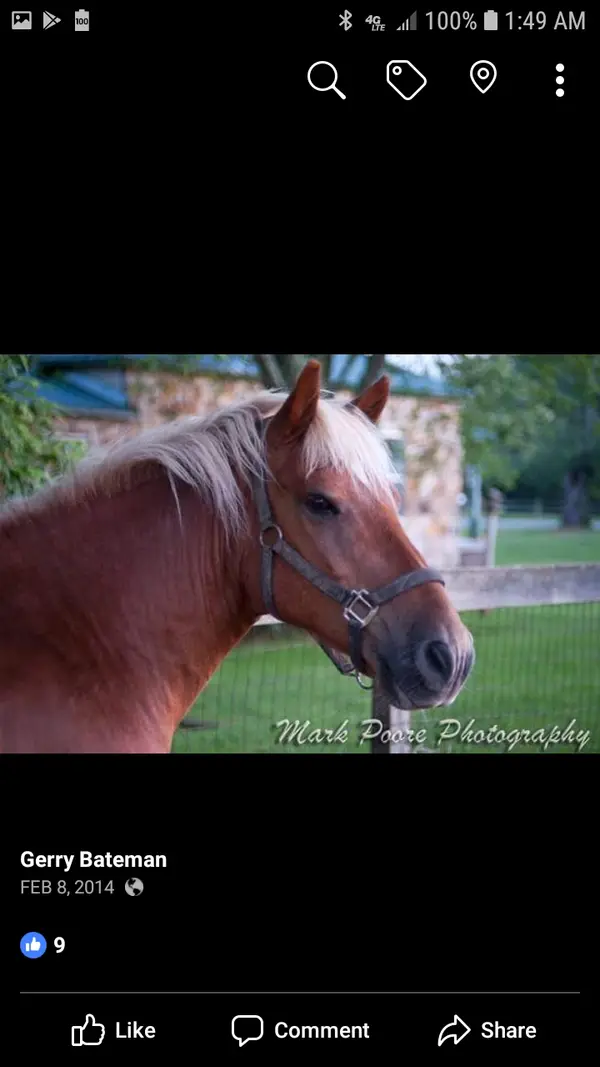 Equestrian Adventures