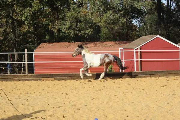 Equestrian Learning Center LLC