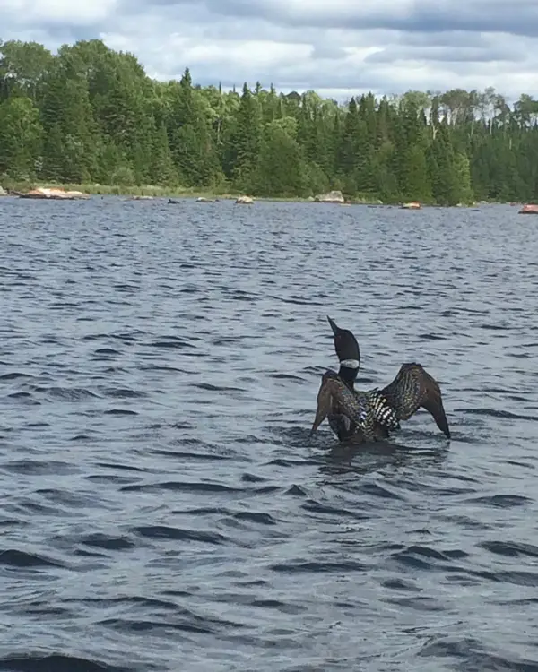 Errington's Wilderness Island Lodge, photo 3