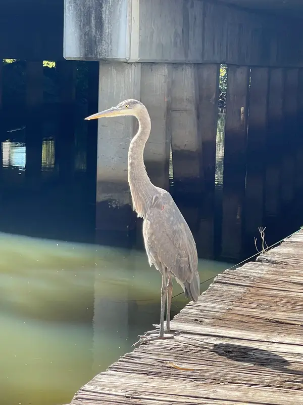 Estero River Outfitters, photo 3